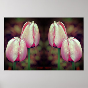 Rosa Tulpenblüten Regentropfen Spiegel Natur Kunst Poster