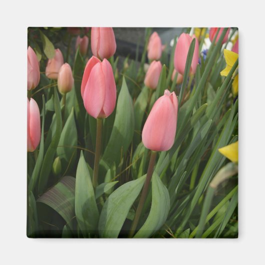 Rosa Tulpenfotografie - Blume Magnet (Vorne)