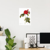 Rosa Turbinata Poster (Heimbüro)