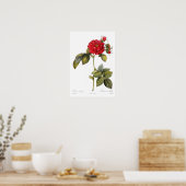 Rosa Turbinata Poster (Küche)