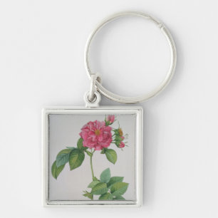Rosa Turbinata, von, Les Roses', Vol. 1, 1817 Schlüsselanhänger