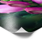 Rosa Turtlehead-Blume Nah 8 x 10 Fotodruck (Ecke)