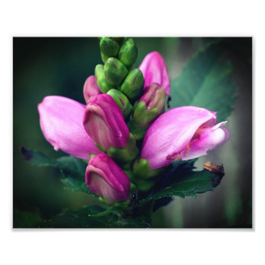 Rosa Turtlehead-Blume Nah 8 x 10 Fotodruck (Vorne)