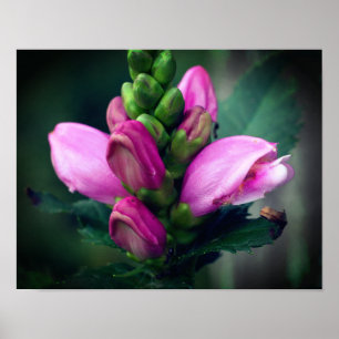Rosa Turtlehead-Blume Nah Poster