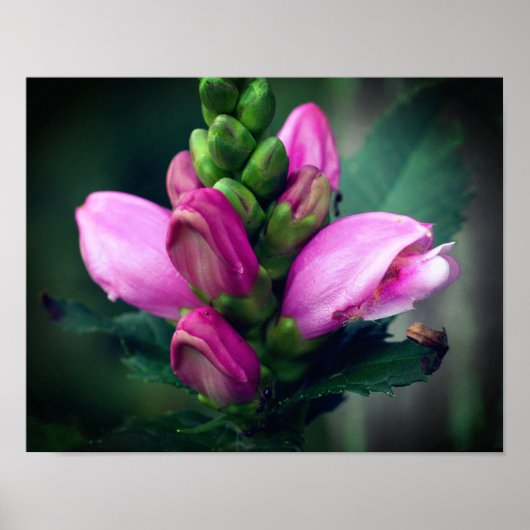 Rosa Turtlehead-Blume Nah Poster (Vorne)