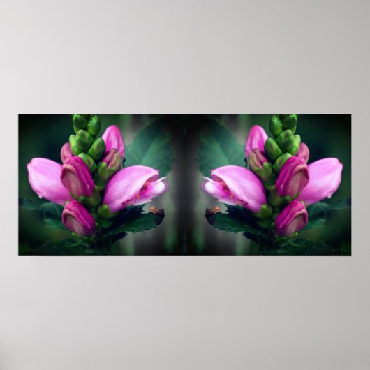 Rosa Turtlehead Blumen Mirror Abstrakt Poster (Vorne)