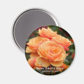 Rosa über das Gesicht Magnet (Vorderseite/Rückseite)