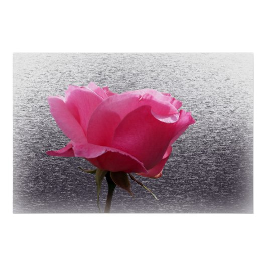 rosa über grau poster (Vorderseite)
