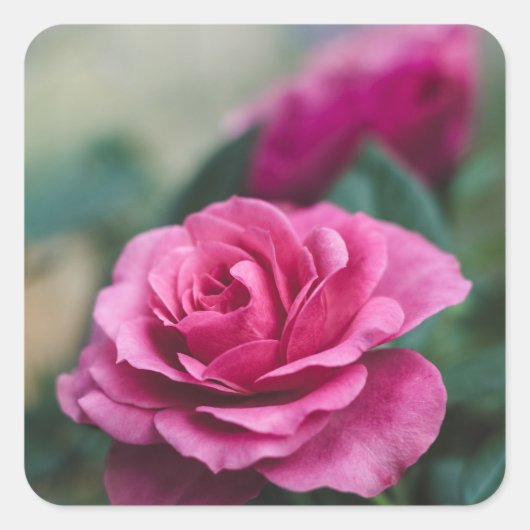 Rosa Umschlag Aufkleber bevorzugen Sticker (Vorderseite)
