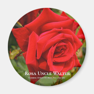 Rosa Uncle Walter Magnet