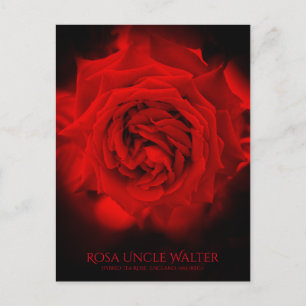 Rosa Uncle Walter:Postcard Postkarte