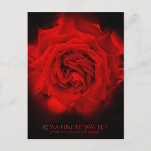 Rosa Uncle Walter:Postcard Postkarte (Vorderseite)