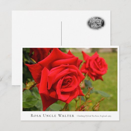 Rosa Uncle Walter Postkarte (Vorne/Hinten)