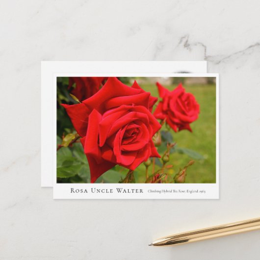 Rosa Uncle Walter Postkarte (Vorderseite/Rückseite Beispiel)