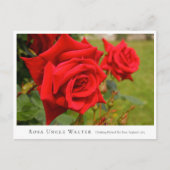 Rosa Uncle Walter Postkarte (Vorderseite)