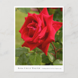 Rosa Uncle Walter Postkarte