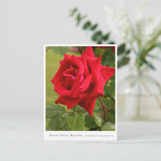 Rosa Uncle Walter Postkarte (Stehend Vorderseite)