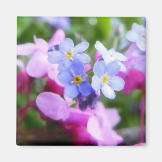 Rosa und blaue Frühlingsblumen Magnet (Vorne)
