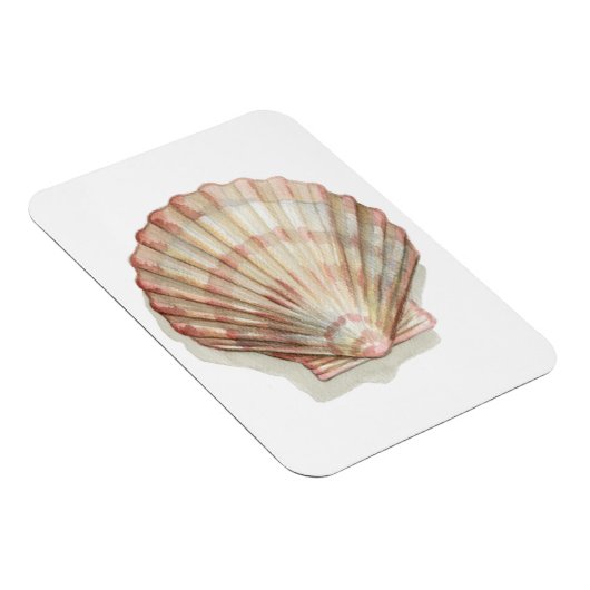 Rosa und Creme Seashell Magnet (Rechte Seite)