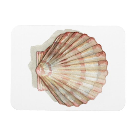 Rosa und Creme Seashell Magnet (Horizontal)