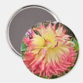 Rosa und Gelb-Dahlia-Magnet Magnet (Vorderseite/Rückseite)