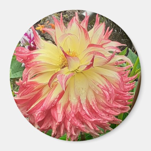 Rosa und Gelb-Dahlia-Magnet Magnet (Vorne)