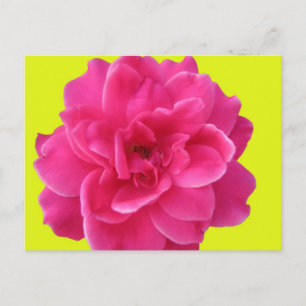 Rosa und Gelb Postkarte