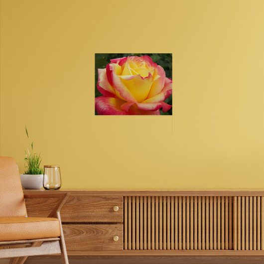 Rosa und Gelb Rose Fotografisch Poster (Wohnzimmer 2)