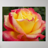 Rosa und Gelb Rose Fotografisch Poster (Vorne)