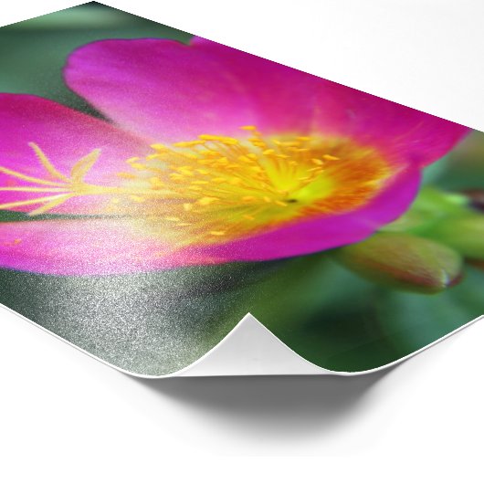 Rosa und gelbe Blume Fotodruck (Ecke)