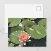 Rosa und gelbe Blume Postkarte (Vorne/Hinten)