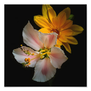 Rosa und gelbe Blumen auf schwarz Fotodruck