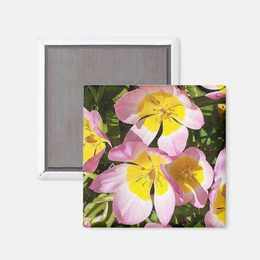 Rosa und gelbe Blumen Magnet (Vorderseite/Rückseite)