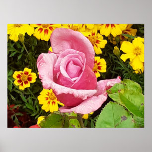 Rosa und gelbe Blumen Poster