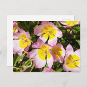 Rosa und gelbe Blumen Postkarte (Vorne/Hinten)