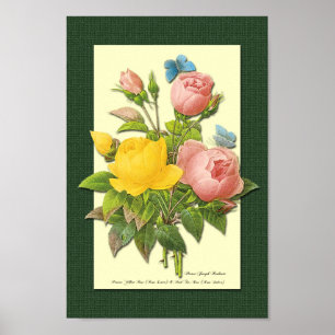 Rosa und gelbe botanische Rose auf grünem Poster