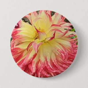 Rosa und Gelbe Dahlia Button