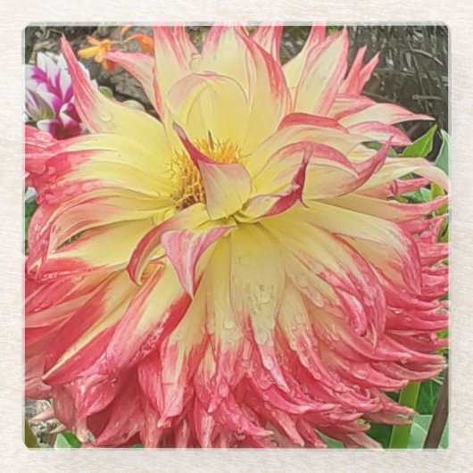 Rosa und Gelbe Dahlia Glasuntersetzer (Vorderseite)