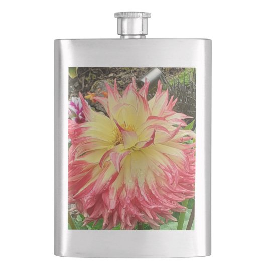 Rosa und gelbe Dahlia Klassischer Hip Flask Flachmann (Vorderseite)