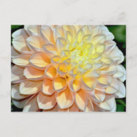 Rosa und gelbe Dahlien - Aufdruck Postkarte