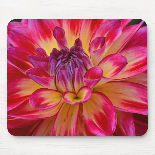 Rosa und gelbe Dahlimousepad Blume Mousepad (Vorne)