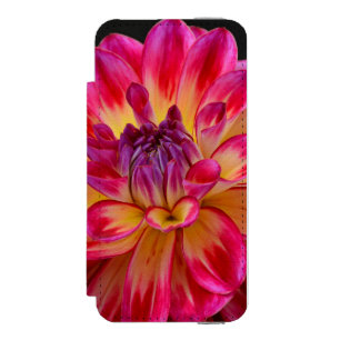 Rosa und gelbe Dahlische Blume Incipio Watson™ iPhone 5 Geldbörsen Hülle