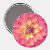 Rosa und gelbe Dahlische Blume Magnet (Vorderseite/Rückseite)