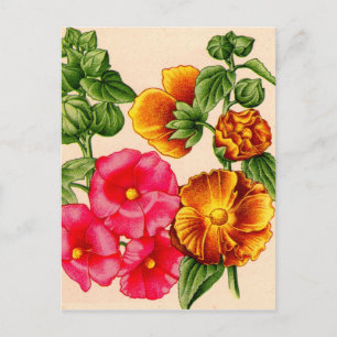 Rosa und gelbe Hollyhocken Postkarte