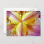 Rosa und gelbe Iris innen Postkarte (Vorne/Hinten)
