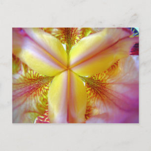 Rosa und gelbe Iris innen Postkarte