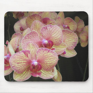 Rosa und gelbe Motten-Orchidee Mousepad