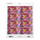 Rosa und gelbe Orchideen (Vorne)