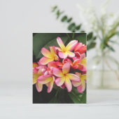 Rosa und gelbe Plumeria Tropische Blume Postkarte (Stehend Vorderseite)