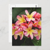 Rosa und gelbe Plumeria Tropische Blume Postkarte (Vorne/Hinten)